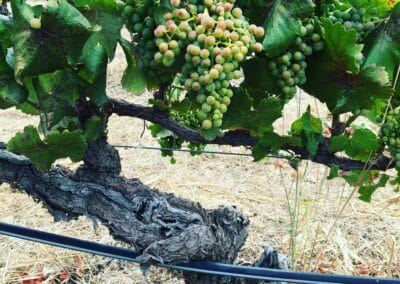 Veraison