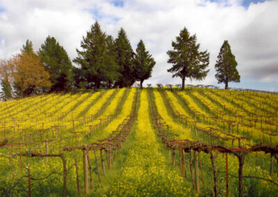 Acorn Hill, Alegría Vineyards