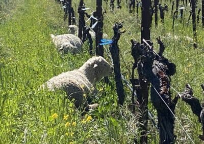 Sheep keep the vines from being overtaken by weeds