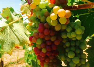 Sangiovese veraison