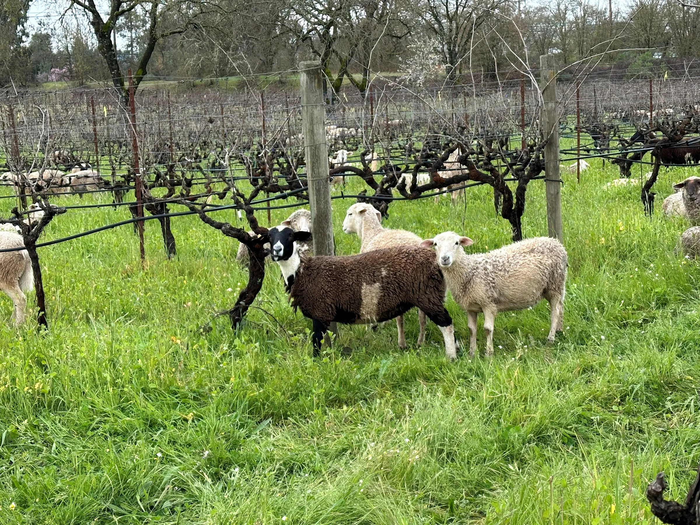 Sheep in Alegria Vineyard A herd of sheep graze in the vineyards. They take care of the weeds and excess groundcover