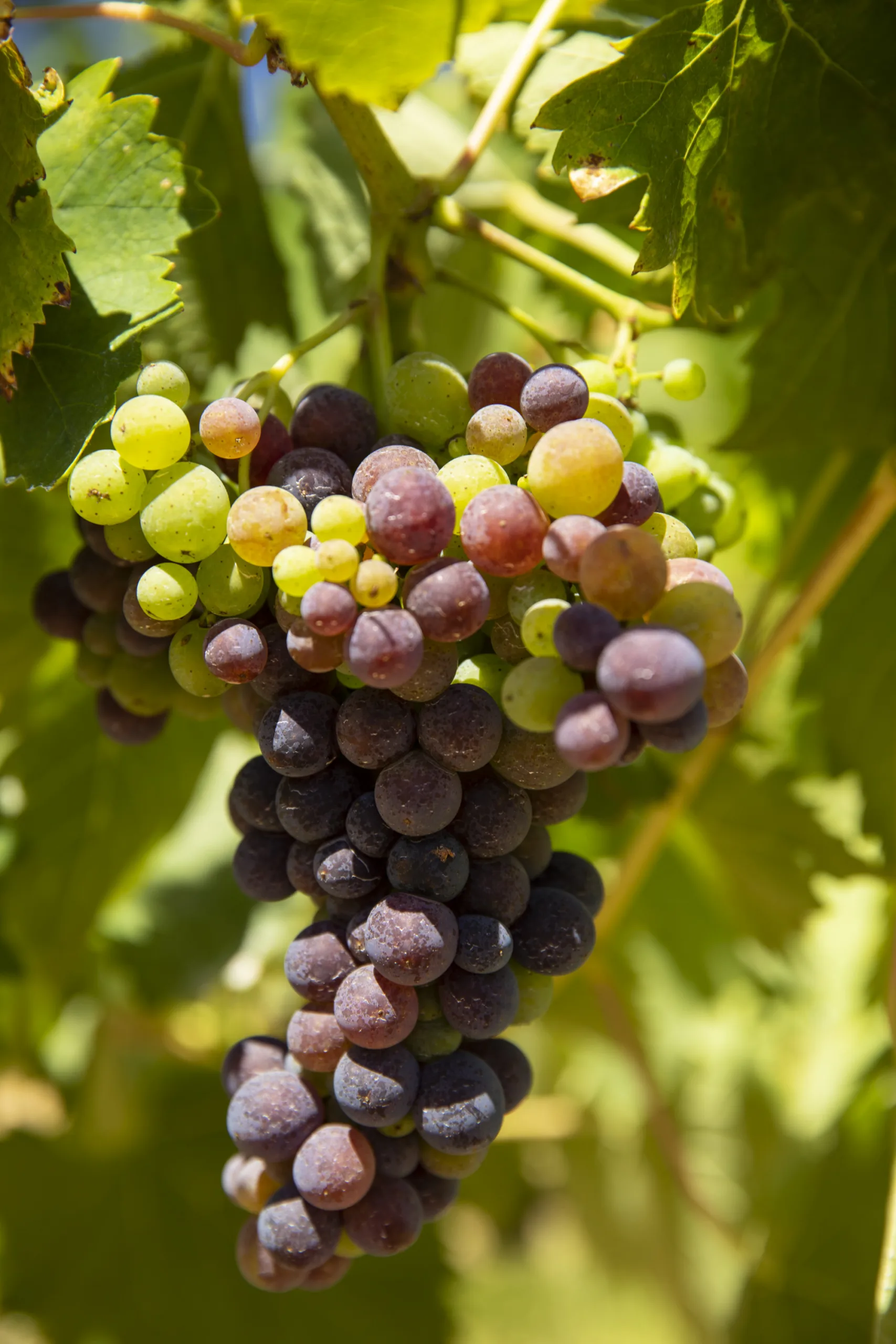 2E9A8442 Beautiful red grapes ready for harvest
